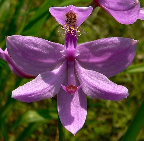 {Calopogon tuberosus}